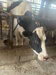 Vaca Holstein de vanzare