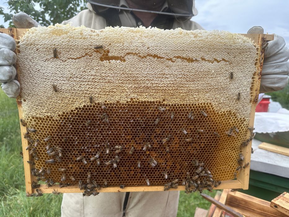 Miere de albine Salcâm & Poliflora