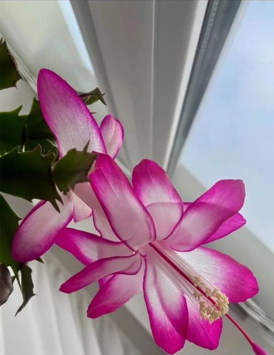 Комнатные цветы от 500 тг