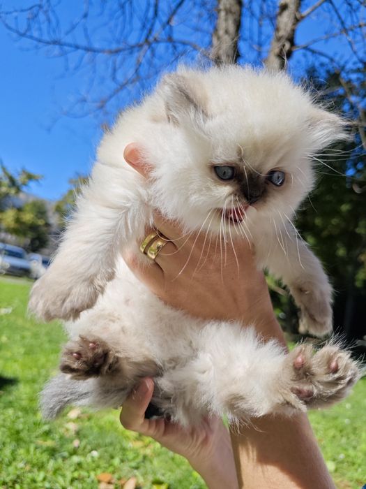 British longhair colorpoint