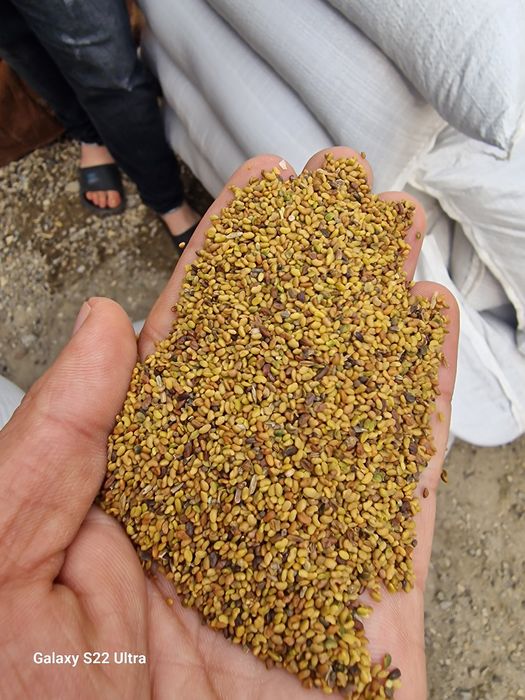 Vand seminte  de lucerna