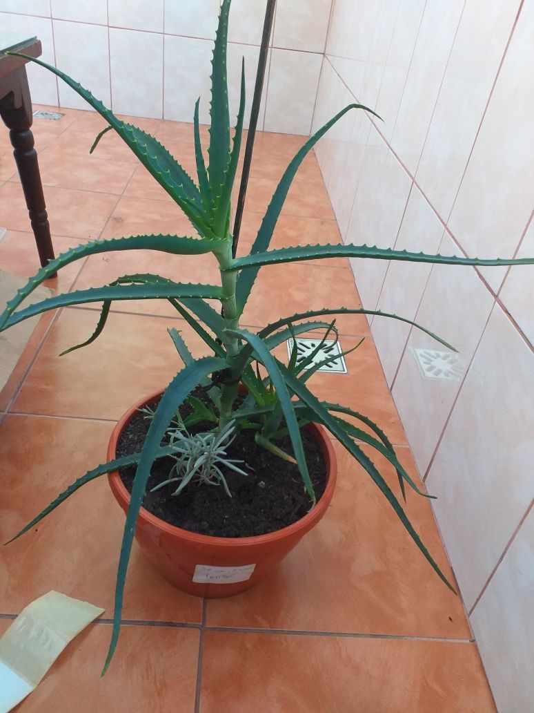 Vand aloe vera barbadensis miller, 30 cm, plantata de 3 ani