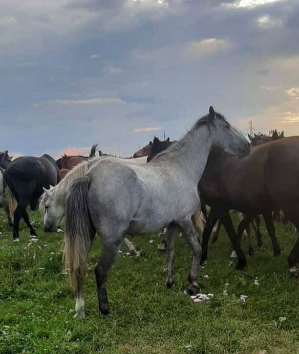 Продам кобылу серую