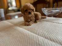 Pui Maltipoo toy