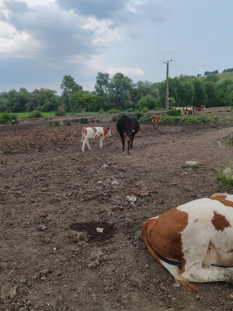 Vacă+ vitea bălțată românească de vânzare  judetul Mureș