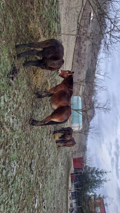 De vanzare o pereche frumoasa