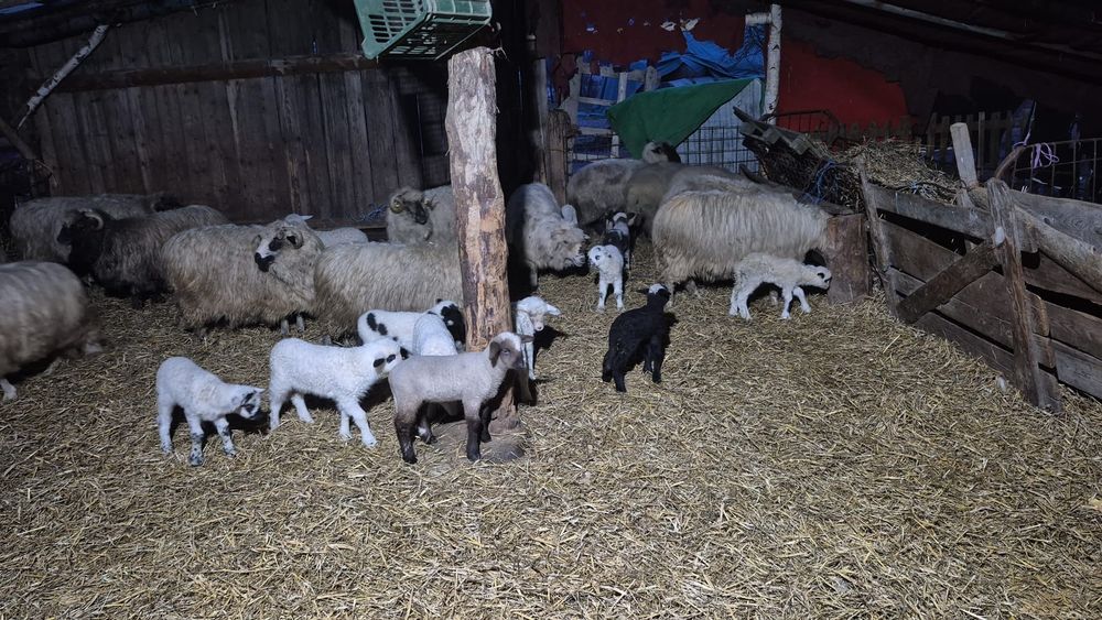 Vand oi ,250 capete ,oi cu miei