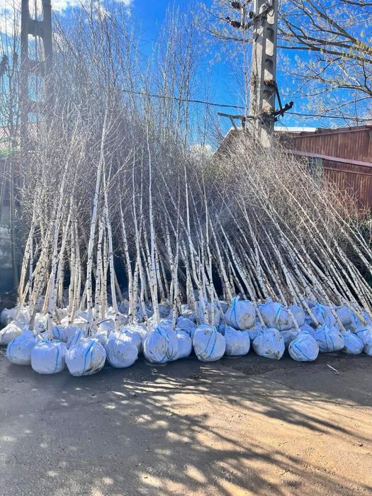 Plante ornamentale de orice specie la pret minim garantat cluj