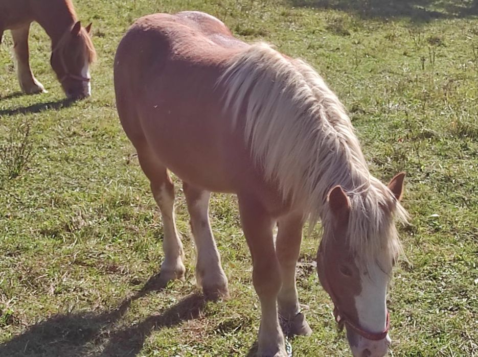 Mânz șarg de 1an și 4 luni