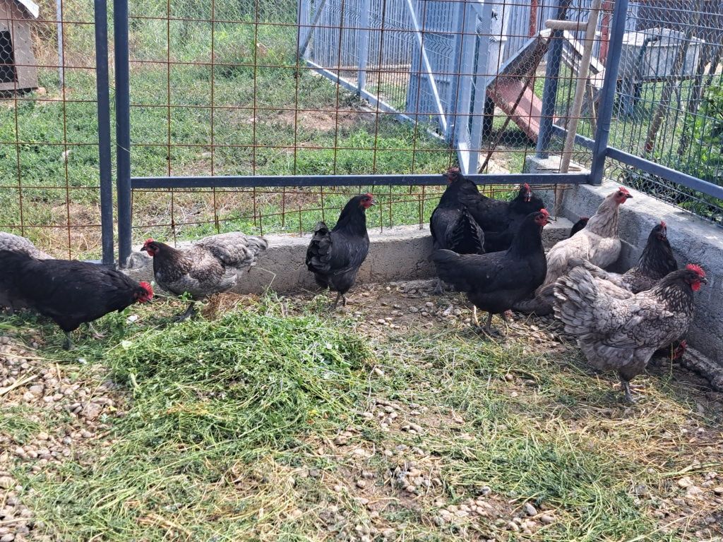 Vând familie de găini australorp