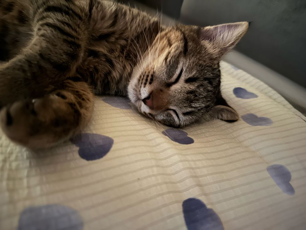 Отдам котенка в хорошие руки