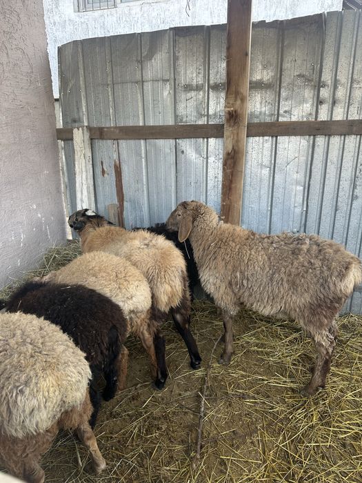 Тоқтылар сатылады 6бас