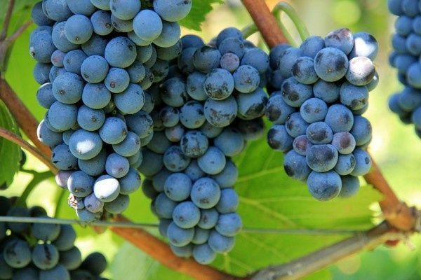 Vita De Vie (Soiuri De Masa Negri  )