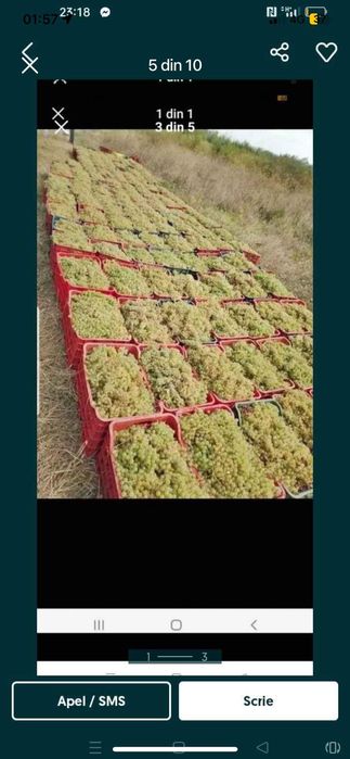Struguri de vin livram la domiciliu transport gratuit avem toate soiur