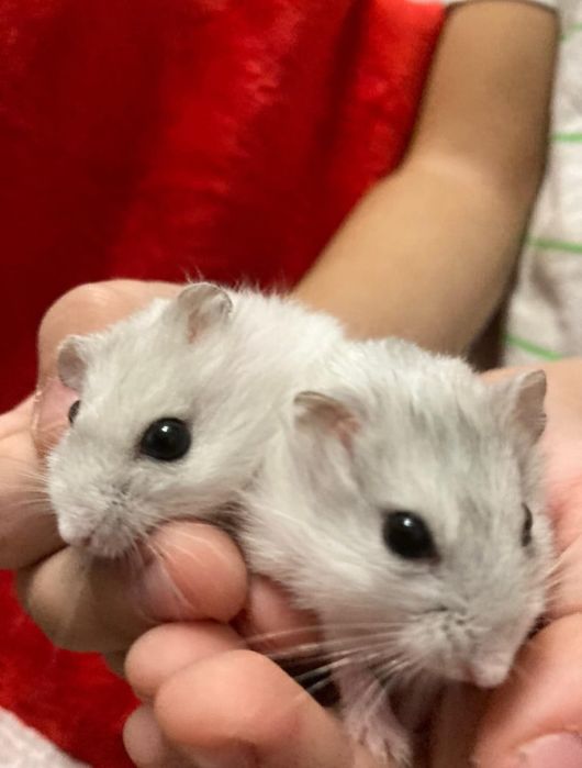 Hamsteri pitici de vanzare