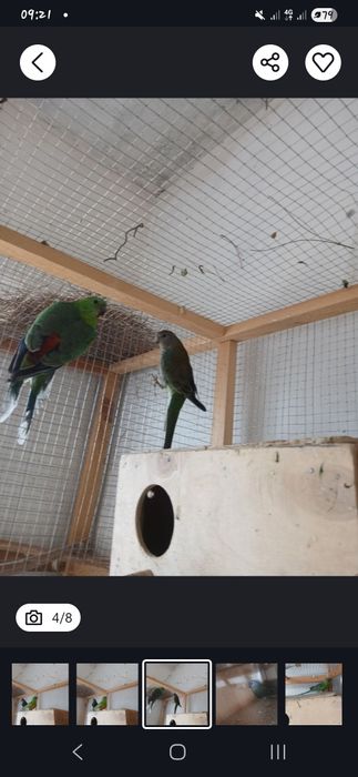 Tayyor pefchi sotiladi 500 ming