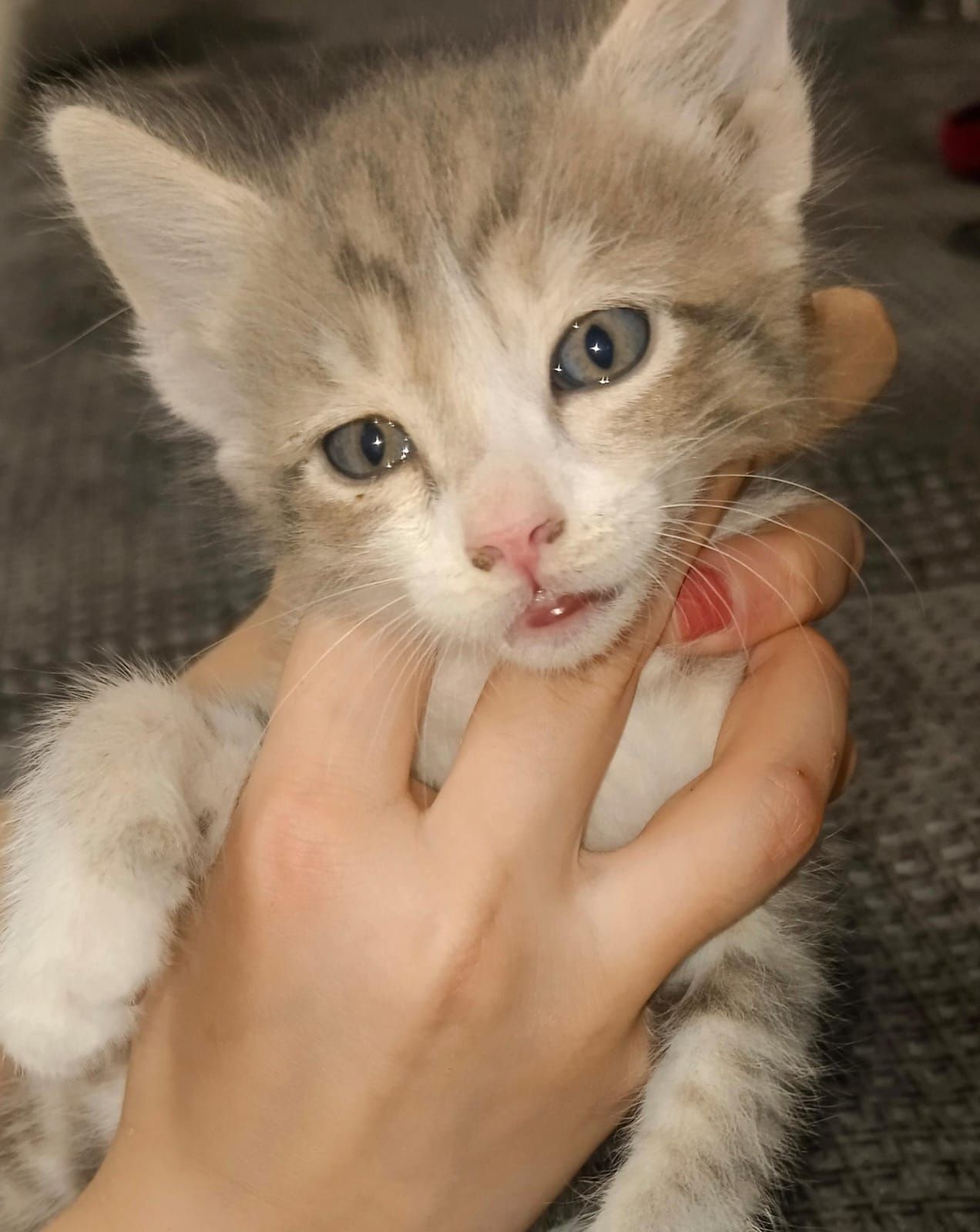 Отдам котят в добрые руки