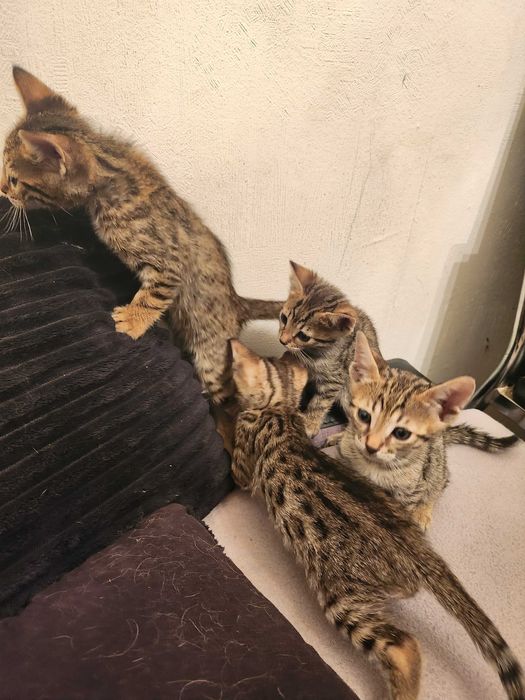 Бенгалски котенца