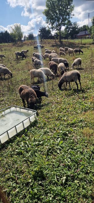 Vand 20 oi Romanov , toate sau la bucata sau schimb cu tractor
