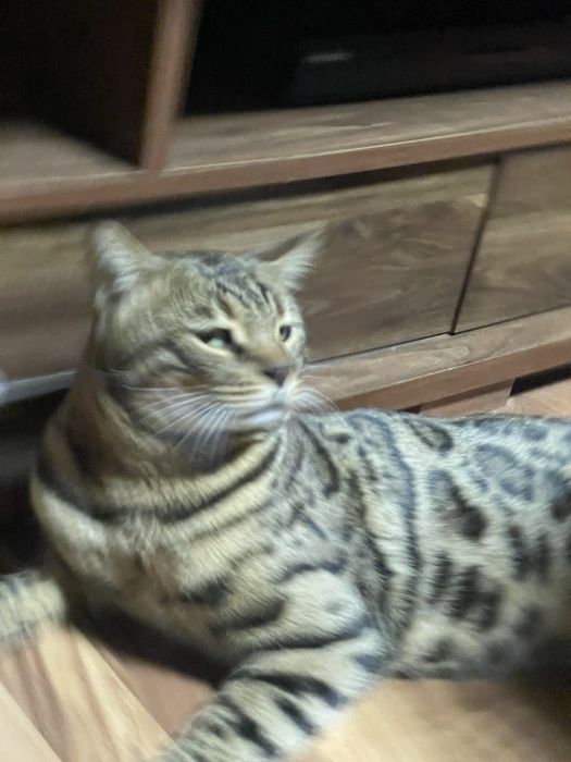 Бенгальский кот продается.