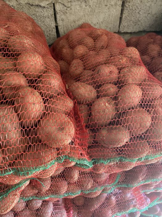 Cartofi de consum Rivola, Bellarosa (roșii) și Ultra, Carrera (albi)