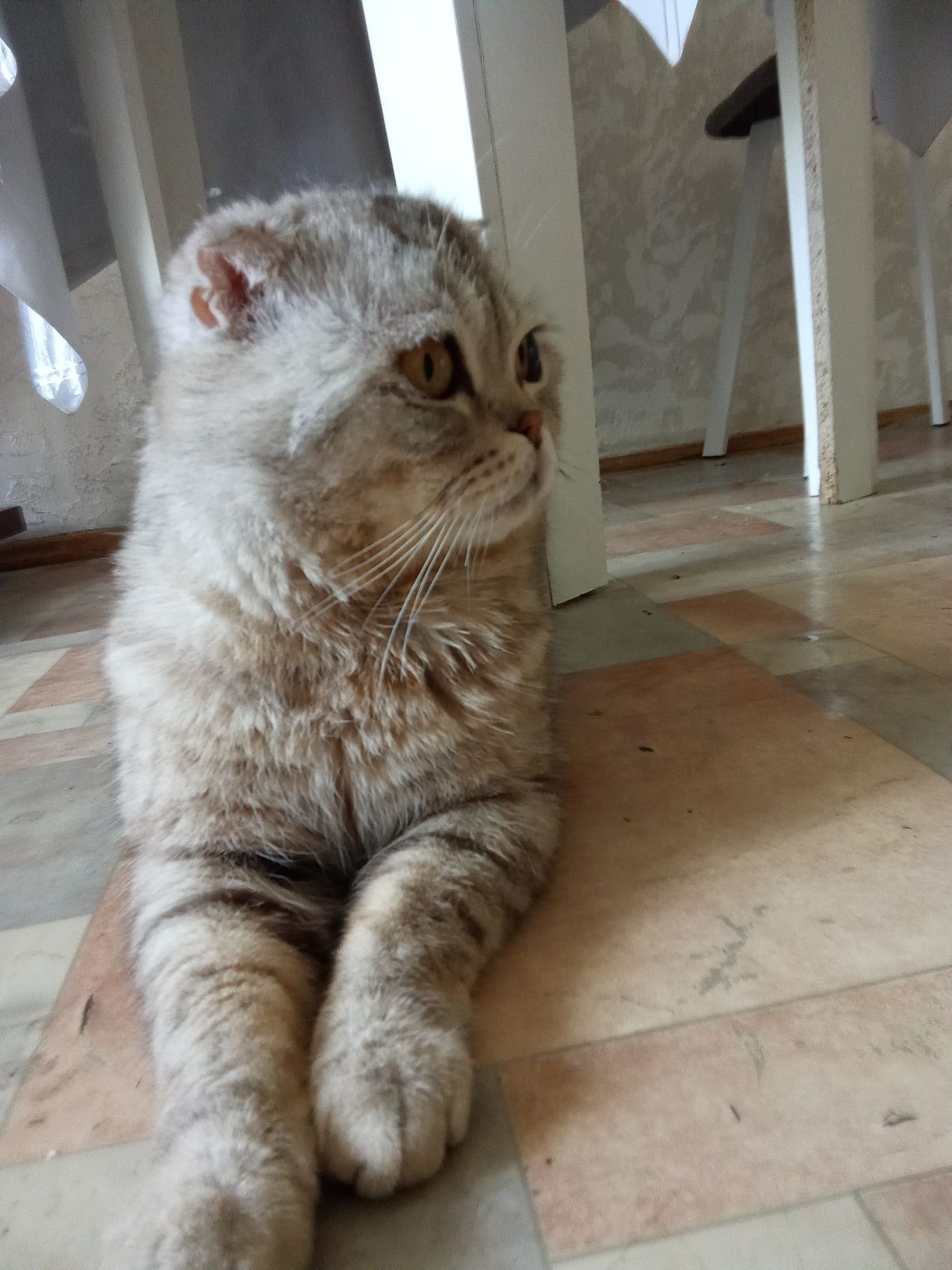 Кот бесплатно в хорошие руки