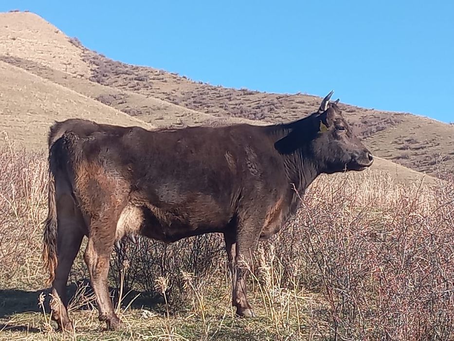 Продаётся корова  с теленком ,алатауской  породы ,второй отел