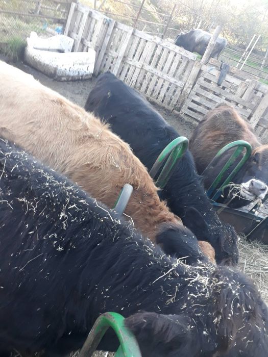 Продавам телета  за  месо