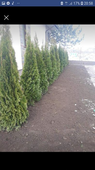 Tuia ,brazi ,mesteacăn .(plante ornamentale)