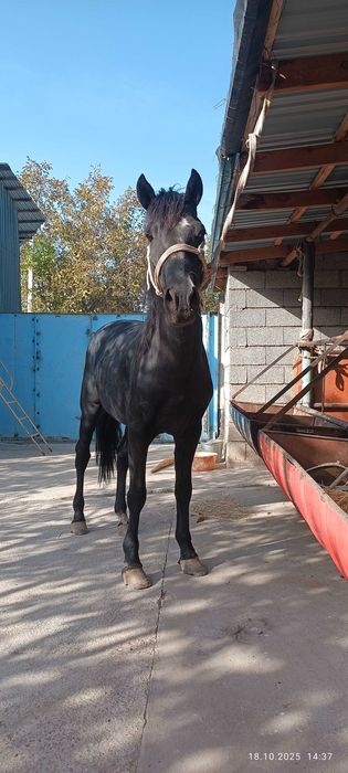 Айғыр 5 жасар бағасы 900 000 мың. Ленгірде тұр.