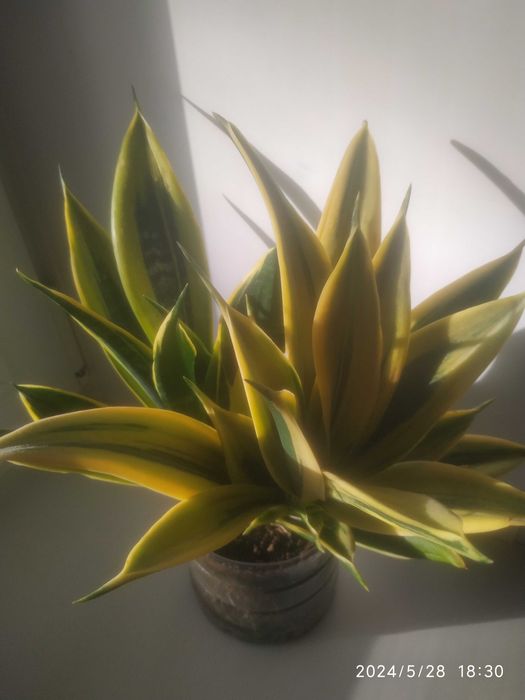 Сансевиерии,обмен