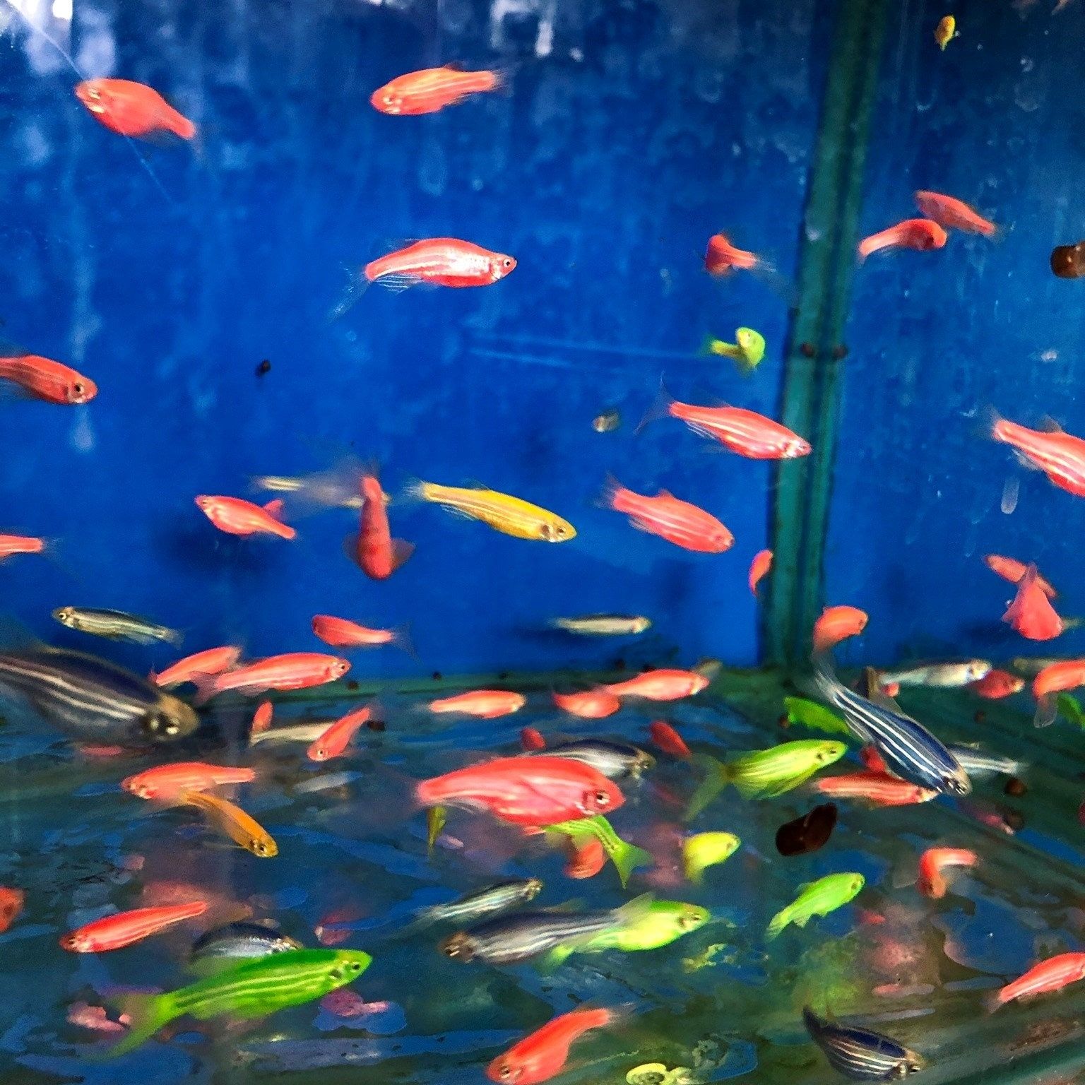 Продажа рыбок в аквариум