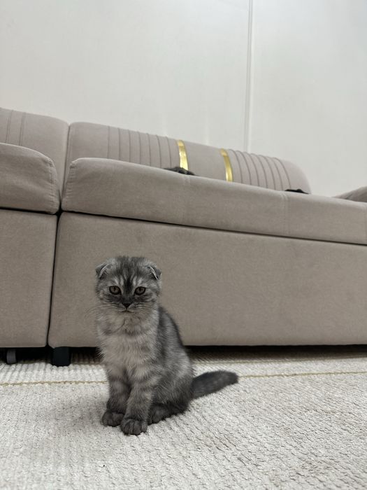 Котята вислоухие