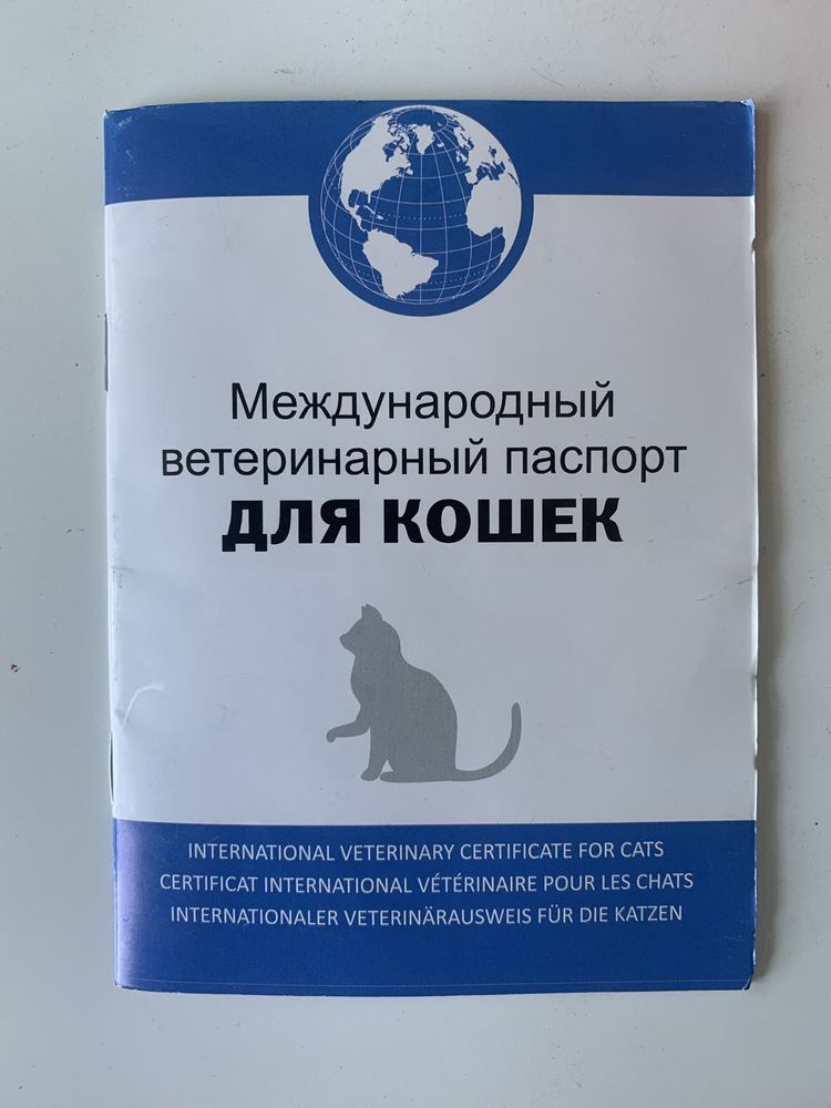 Продается кот scotish strayt