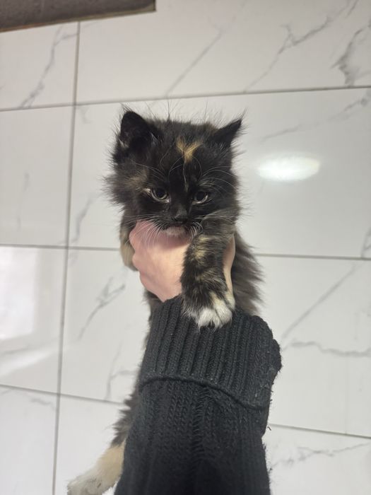 Котята сибирские порода БЕСПЛАТНО!