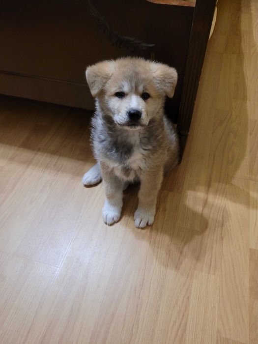 Продавам японска Акита ину