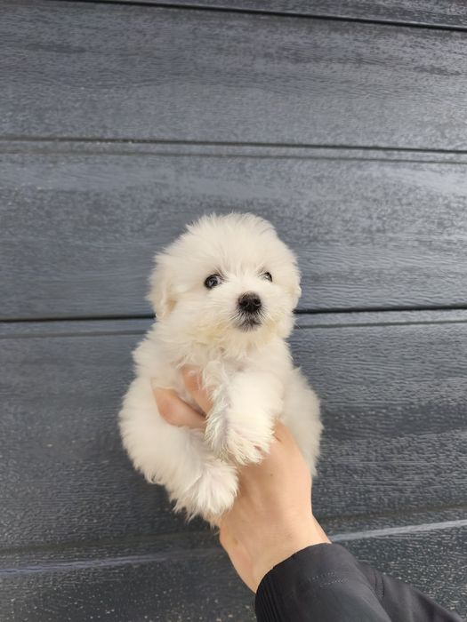 Bichon maltesse/ maltez mini toy