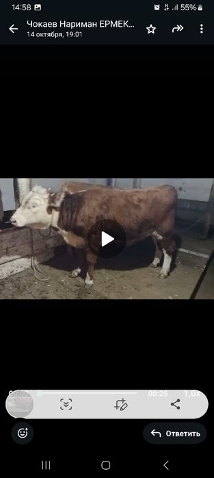 Продаётся бычок подсосный