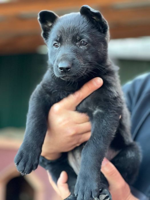 Продаются щенки немецкой овчарки с родословной  
В помёте 3 девочк