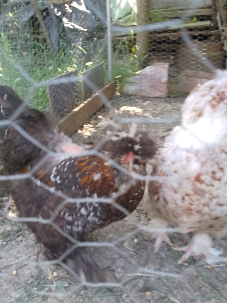 Moțată bărboasă (strumski). 1+3 !