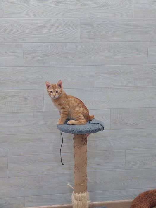 Котенок мальчик Ташкент