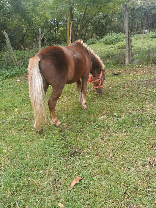 Ponei de 5 ani ciocolatiu