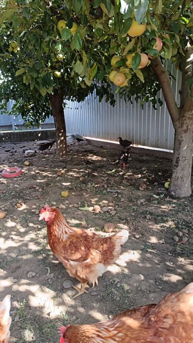 Fazani argintii de vanzare