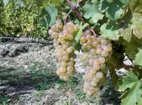 Struguri chasselas (ceasla)
