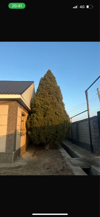 Продам Ёлку 35 и больше лет