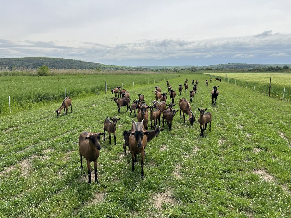 Capre alpin francez cu productie foarte buna de lapte!!!