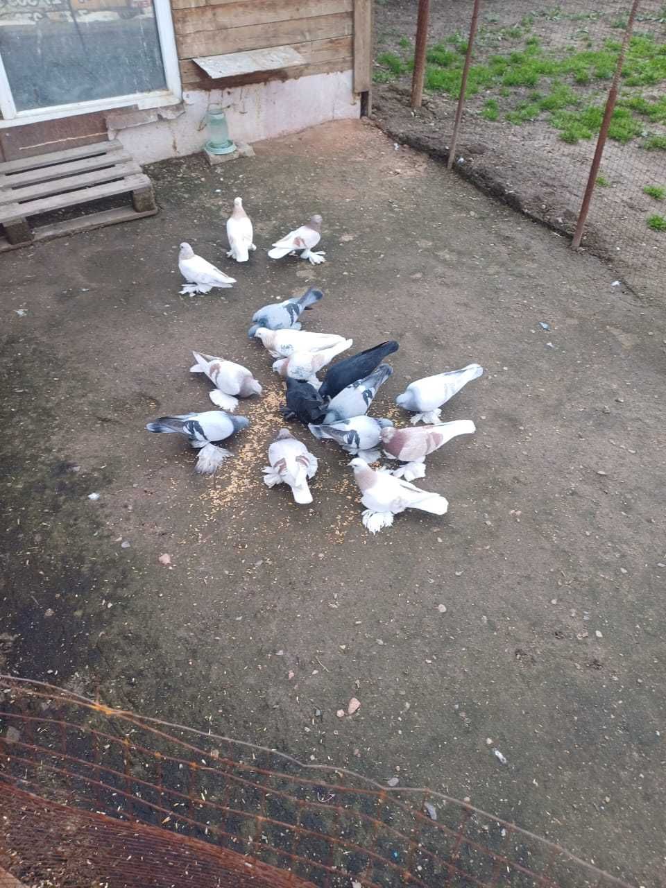 Срочно продаю разных голубей.