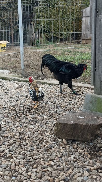 Vand  cocosi australorp