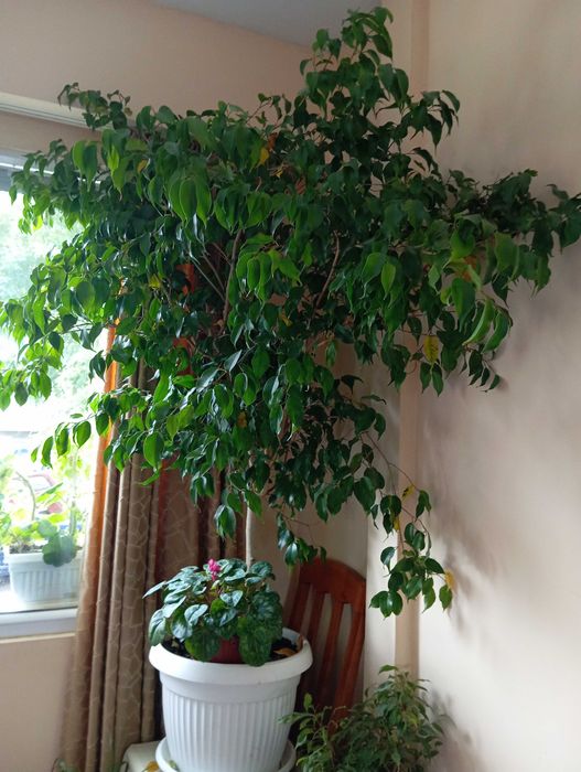 Продавам бенджамин-дърво