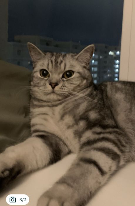 Шотландская породистая кошка!